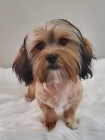 Poppie Havashu / Hava Shtz , a female Havanese and Shih Tzu for sale in Olean, NY – Photo 7 of 8