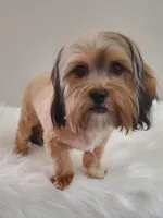 Poppie Havashu / Hava Shtz , a female Havanese and Shih Tzu for sale in Olean, NY – Photo 2 of 8