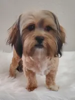 Poppie Havashu / Hava Shtz , a female Havanese and Shih Tzu for sale in Olean, NY – Photo 1 of 8