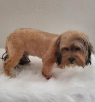 Poppie Havashu / Hava Shtz , a female Havanese and Shih Tzu for sale in Olean, NY – Photo 8 of 8