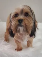 Poppie Havashu / Hava Shtz , a female Havanese and Shih Tzu for sale in Olean, NY – Photo 5 of 8