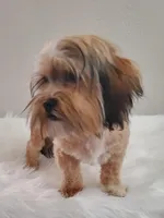 Poppie Havashu / Hava Shtz , a female Havanese and Shih Tzu for sale in Olean, NY – Photo 3 of 8