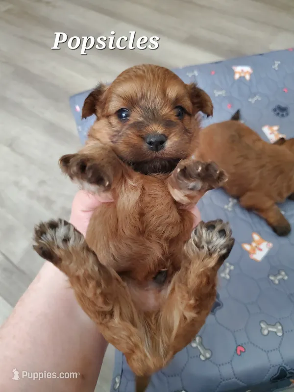 Akc  Red Popsicle – Havanese puppy for sale in Olean, NY
