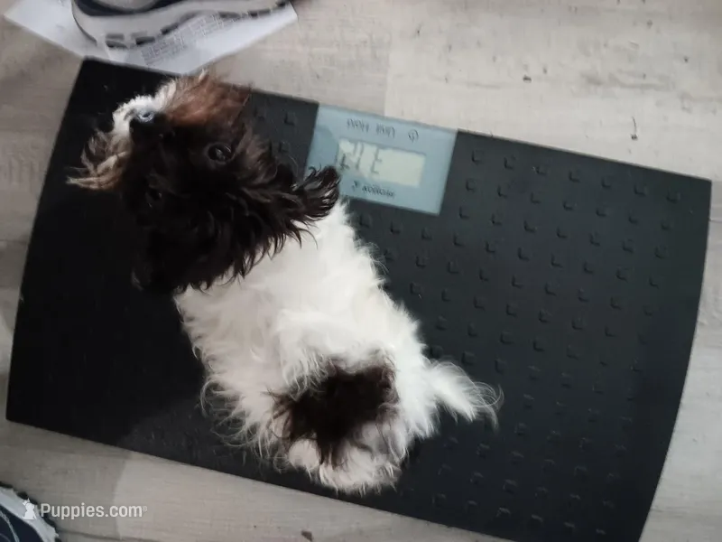 Pixie Tiny Havashu , a female Havanese and Shih Tzu for sale in Olean, NY – Photo 1 of 6