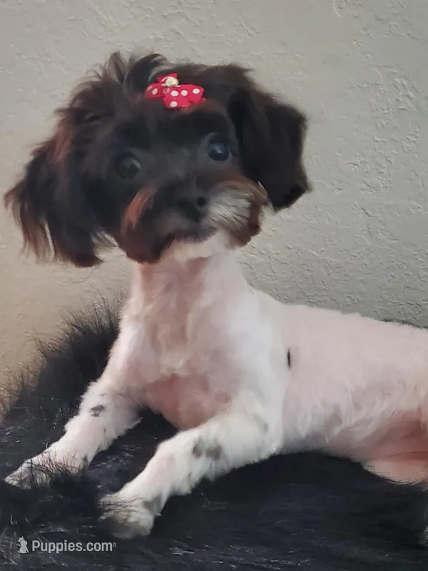 3.lbs @6mths Havashu  – Havanese, Shih Tzu puppy for sale in Olean, NY