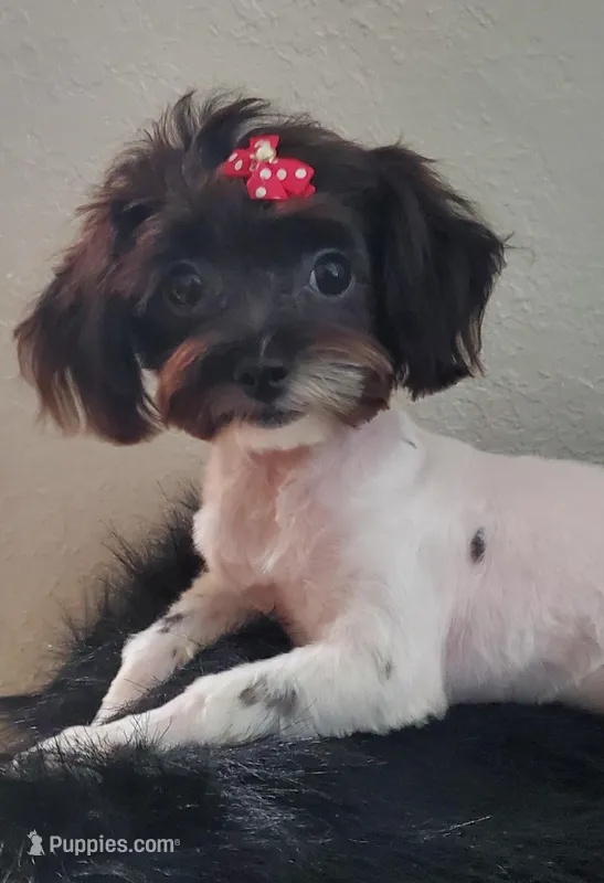 Pixie Tiny Havashu wears X-XSmall Harnesses  – Havanese, Shih Tzu puppy for sale in Olean, NY