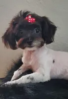 3.lbs @6mths Havashu , a female Havanese and Shih Tzu for sale in Olean, NY – Photo 2 of 4