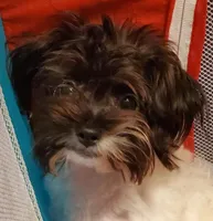 3.lbs @6mths Havashu , a female Havanese and Shih Tzu for sale in Olean, NY – Photo 4 of 4