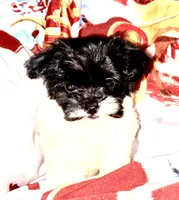 Pixie Tiny Havashu , a female Havanese and Shih Tzu for sale in Olean, NY – Photo 6 of 6