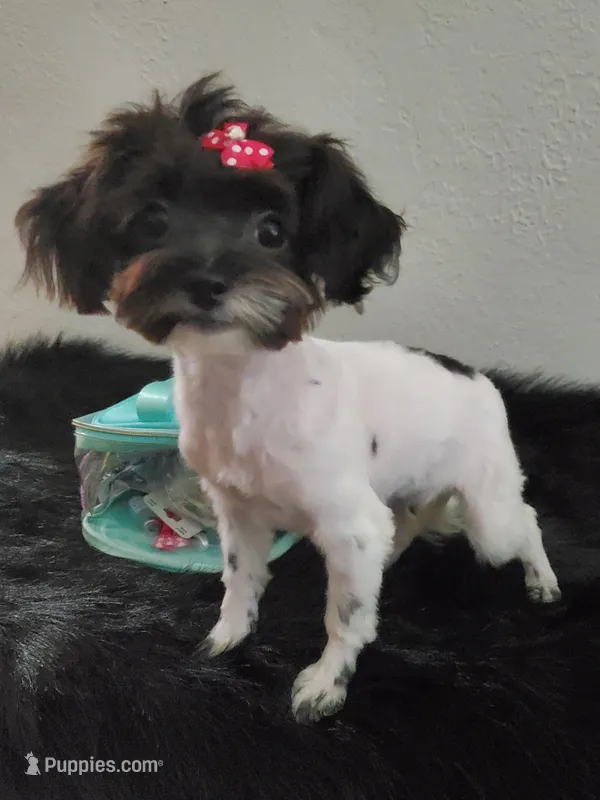 Little over 3lbs @6 mths Havashu  – Havanese, Shih Tzu puppy for sale in Olean, NY