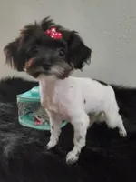 3.lbs @6mths Havashu , a female Havanese and Shih Tzu for sale in Olean, NY – Photo 3 of 4