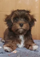 Akc Ch.Grt. Gr.Sr. Red Sable , a male Havanese for sale in Olean, NY – 5 of 8