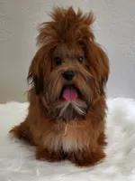 Blue Akc Ch.Grt Grandsire , a male Havanese for sale in Olean, NY – 7 of 7