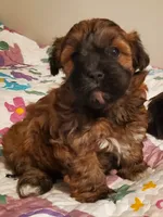 Red Cherry Havapoo , a female Havapoo for sale in Olean, NY – 4 of 10