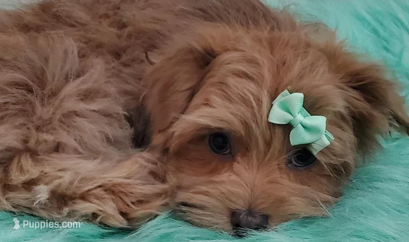 Akc Ch.Grt.Gr.Sire Red M