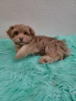 Akc Ch.Grt.Gr.Sire Red M, a male Havanese for sale in Olean, NY – Photo 7 of 10