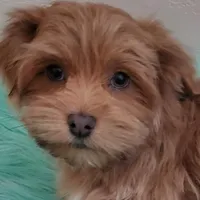 On Hold Akc Ch.Grt.Grandsire , a male Havanese for sale in Olean, NY – Photo 4 of 10