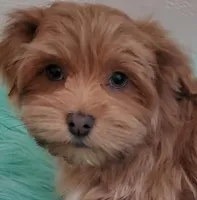 Akc Ch.Grt.Gr.Sire Red M, a male Havanese for sale in Olean, NY – Photo 1 of 10