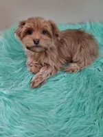 Akc Ch.Grt.Gr.Sire Red M, a male Havanese for sale in Olean, NY – Photo 10 of 10