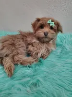 Akc Ch.Grt.Gr.Sire Red M, a male Havanese for sale in Olean, NY – Photo 4 of 10