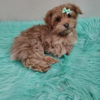 On Hold Akc Ch.Grt.Grandsire , a male Havanese for sale in Olean, NY – Photo 5 of 10