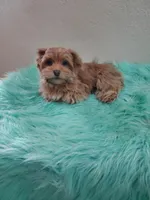 Akc Ch.Grt.Gr.Sire Red M, a male Havanese for sale in Olean, NY – Photo 8 of 10