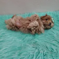 On Hold Akc Ch.Grt.Grandsire , a male Havanese for sale in Olean, NY – Photo 9 of 10