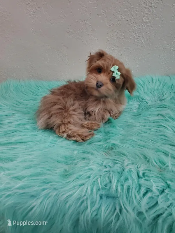 On Hold Akc Ch.Grt.Grandsire  – Havanese puppy for sale in Olean, NY