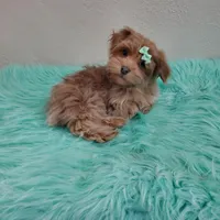 On Hold Akc Ch.Grt.Grandsire , a male Havanese for sale in Olean, NY – Photo 2 of 10