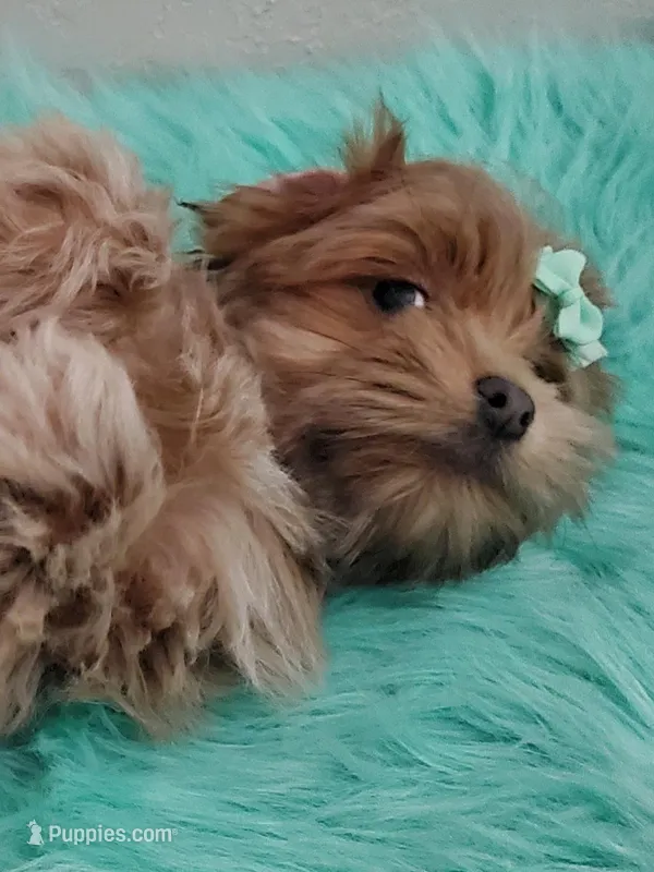 Akc Ch.Grt.Gr.Sire Red M