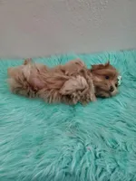 Akc Ch.Grt.Gr.Sire Red M, a male Havanese for sale in Olean, NY – Photo 9 of 10