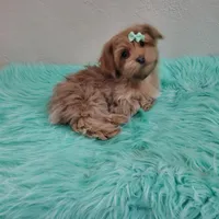 On Hold Akc Ch.Grt.Grandsire , a male Havanese for sale in Olean, NY – Photo 7 of 10