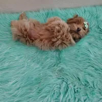 On Hold Akc Ch.Grt.Grandsire , a male Havanese for sale in Olean, NY – Photo 8 of 10