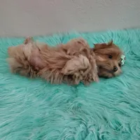 On Hold Akc Ch.Grt.Grandsire , a male Havanese for sale in Olean, NY – Photo 10 of 10