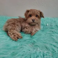 On Hold Akc Ch.Grt.Grandsire , a male Havanese for sale in Olean, NY – Photo 6 of 10