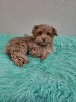 Akc Ch.Grt.Gr.Sire Red M, a male Havanese for sale in Olean, NY – Photo 6 of 10
