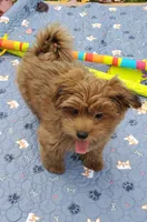 Akc Red video , a male Havanese for sale in Olean, NY – 6 of 8