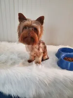 Chocolate Merle 6.5lbs , a male Yorkshire Terrier for sale in Olean, NY – 4 of 9