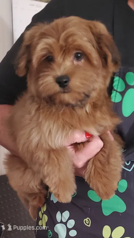 Akc Red video  – Havanese puppy for sale in Olean, NY