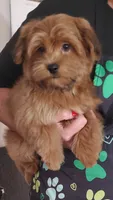 Akc Red video , a male Havanese for sale in Olean, NY – 2 of 8
