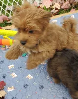 Akc Red video , a male Havanese for sale in Olean, NY – 7 of 8