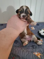 Akc Ch.Grt.Gr.Sire  Red , a  Havanese for sale in Olean, NY – 5 of 10