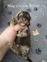 Blue Akc Ch.Grt Grandsire , a male Havanese for sale in Olean, NY – 1 of 7