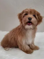 Akc Champion Grt Grandsire Red , a female Havanese for sale in Olean, NY – Photo 4 of 7