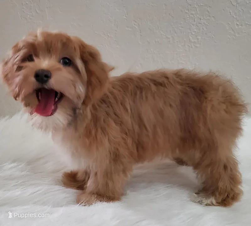 Akc Champion Grt Grandsire Red  – Havanese puppy for sale in Olean, NY