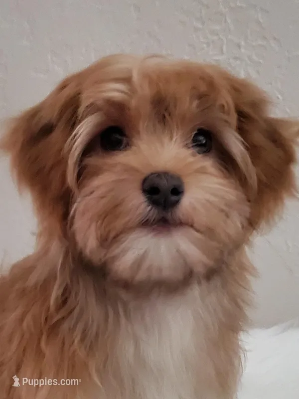 SOLD AKC RED  – Havanese puppy for sale in Olean, NY