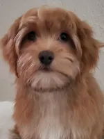 Akc Champion Grt Grandsire Red , a female Havanese for sale in Olean, NY – Photo 3 of 7