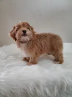 Akc Champion Grt Grandsire Red , a female Havanese for sale in Olean, NY – Photo 7 of 7