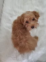 Akc Champion Grt Grandsire Red , a female Havanese for sale in Olean, NY – Photo 6 of 7