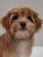 Akc Champion Grt Grandsire Red , a female Havanese for sale in Olean, NY – Photo 1 of 7